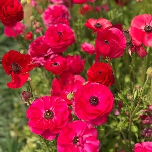 Meet your Posher, Ruth